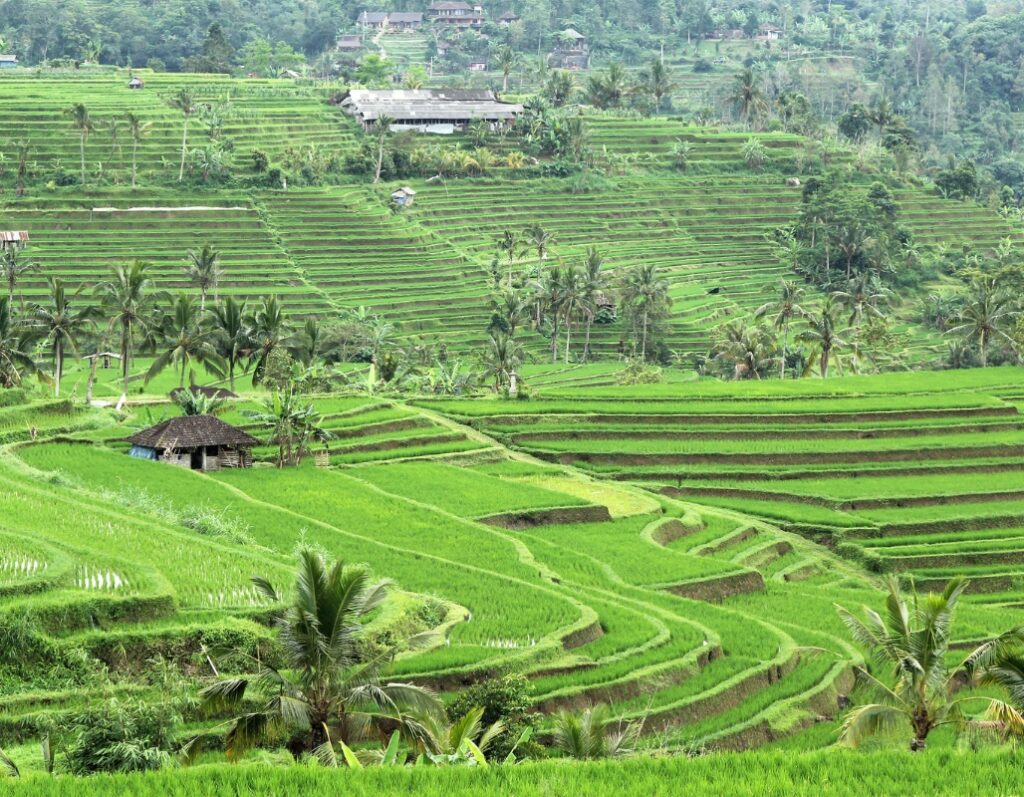 Jatiluwih Rice Terrace Bali