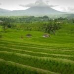 Jatiluwih Rice Terraces Bali