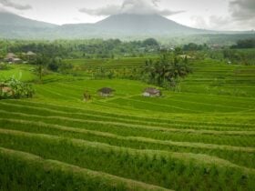 Jatiluwih Rice Terraces Bali