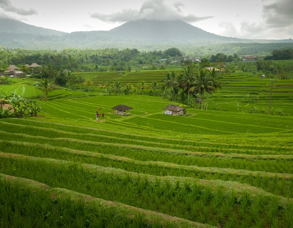 Jatiluwih Rice Terraces Bali