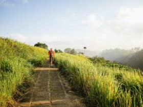 Campuhan Ridge Walk in Ubud - Travelnata