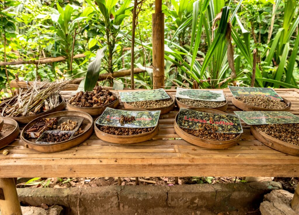 Luwak Coffee Plantation in Bali