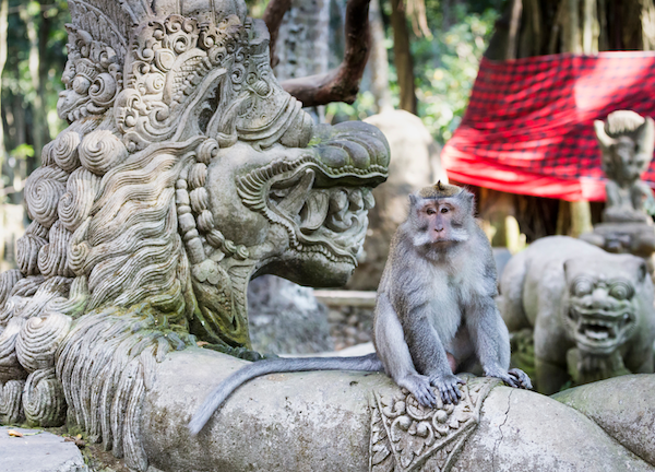 Ubud Monkey Forest - Travelnata