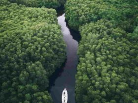 Exploring Mangrove Forest