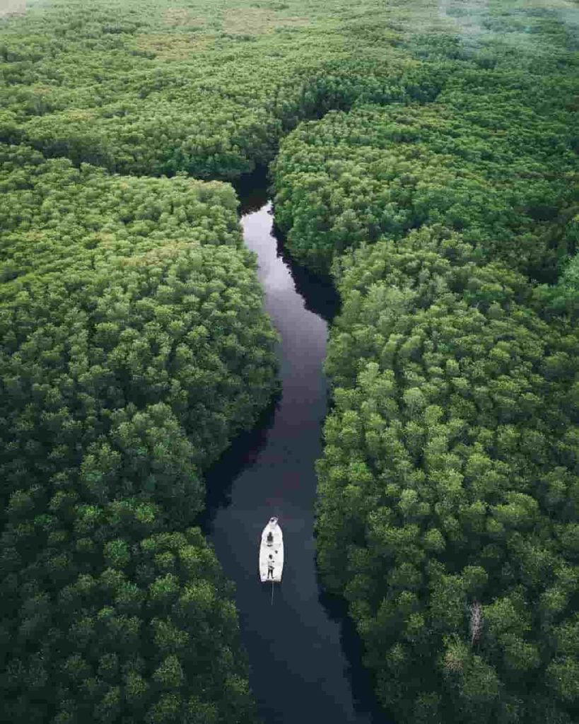 Exploring Mangrove Forest