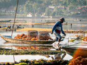 Seaweed Farming