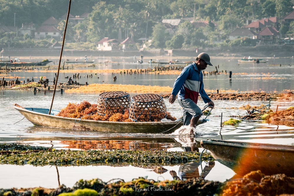 Seaweed Farming