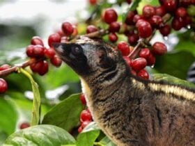 Bali Coffee Plantation