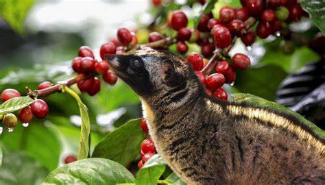 Bali Coffee Plantation