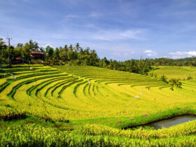 Exploring Pupuan Rice Terrace A Hidden Gem in West Bali