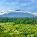 Bukit Jambul Rice Terrace