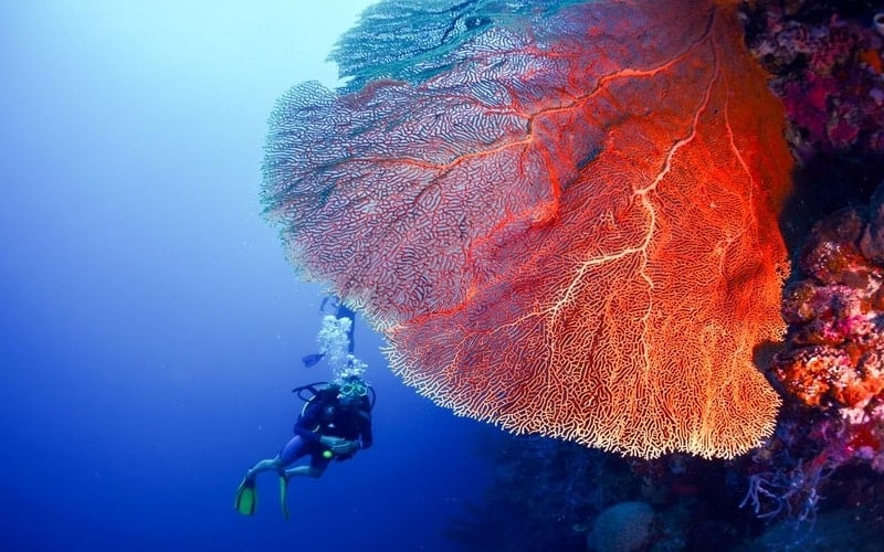 Snorkeling and Diving at Menjangan Islands