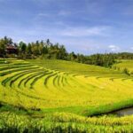 Exploring Belimbing Rice Terrace