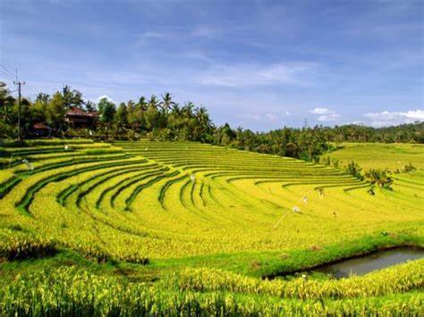 Exploring Belimbing Rice Terrace