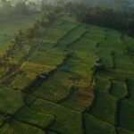 Mancingan Rice Terrace