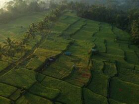 Mancingan Rice Terrace