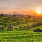 Discovering Soka Rice Fields