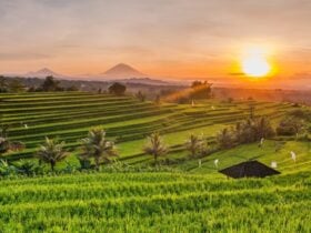 Discovering Soka Rice Fields