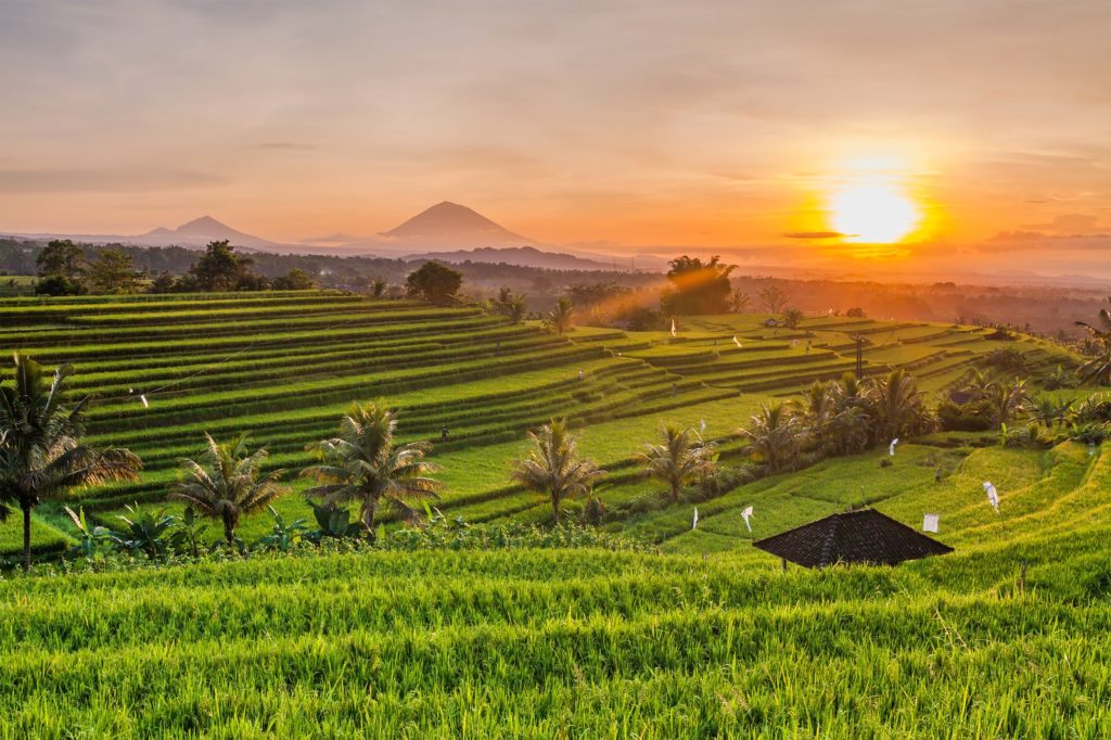 Discovering Soka Rice Fields