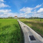 Kajeng Rice Fields