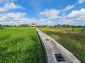 Kajeng Rice Fields