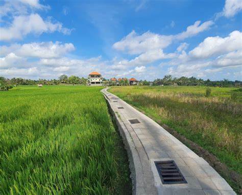 Kajeng Rice Fields