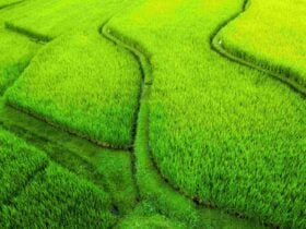 Pejeng Rice Fields