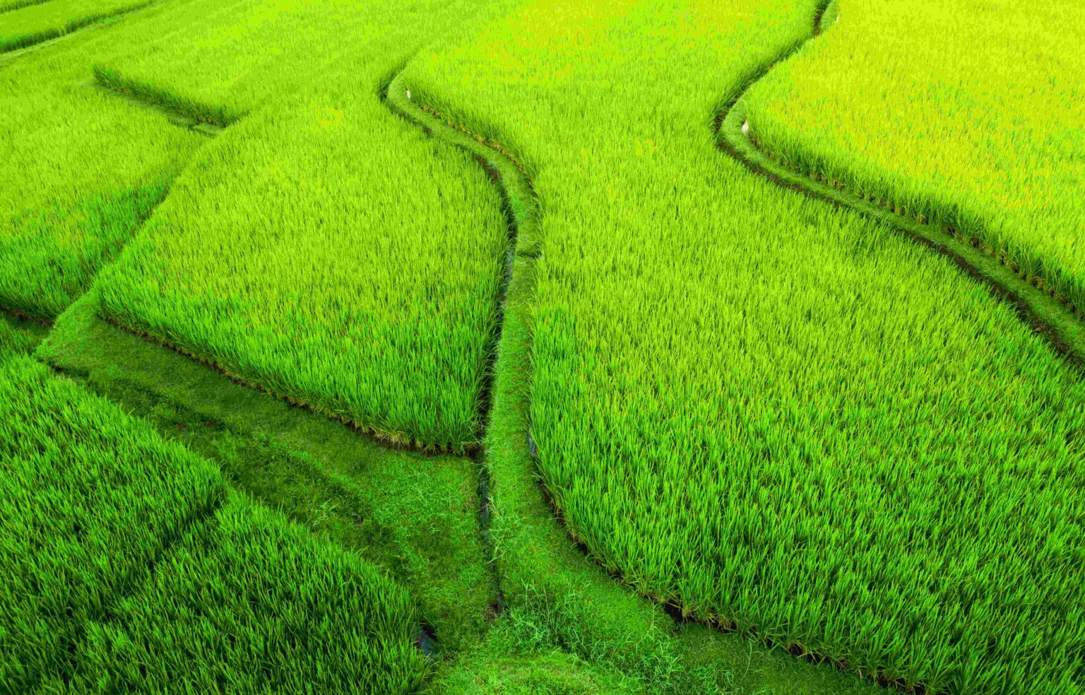 Pejeng Rice Fields