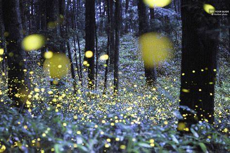 Fireflies Garden Gianyar