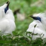 Bali Birding National Park