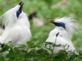 Bali Birding National Park