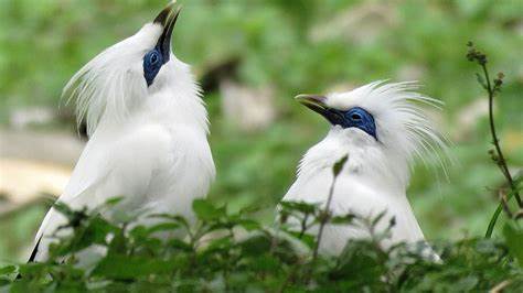 Bali Birding National Park