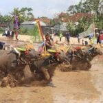 Makepung Bull Races