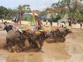 Makepung Bull Races